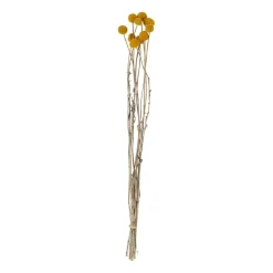 Craspedia geel - 40-50 cm