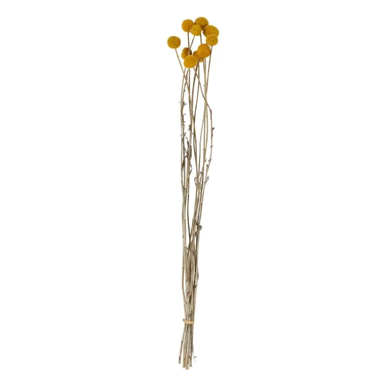 Craspedia geel - 40-50 cm