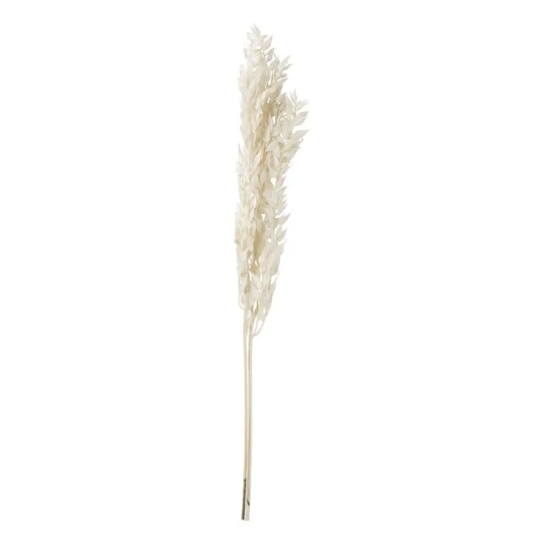 Droogbloem ruscus - naturel - 65 cm