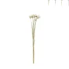 Droogbloemen - diverse varianten - 38 cm