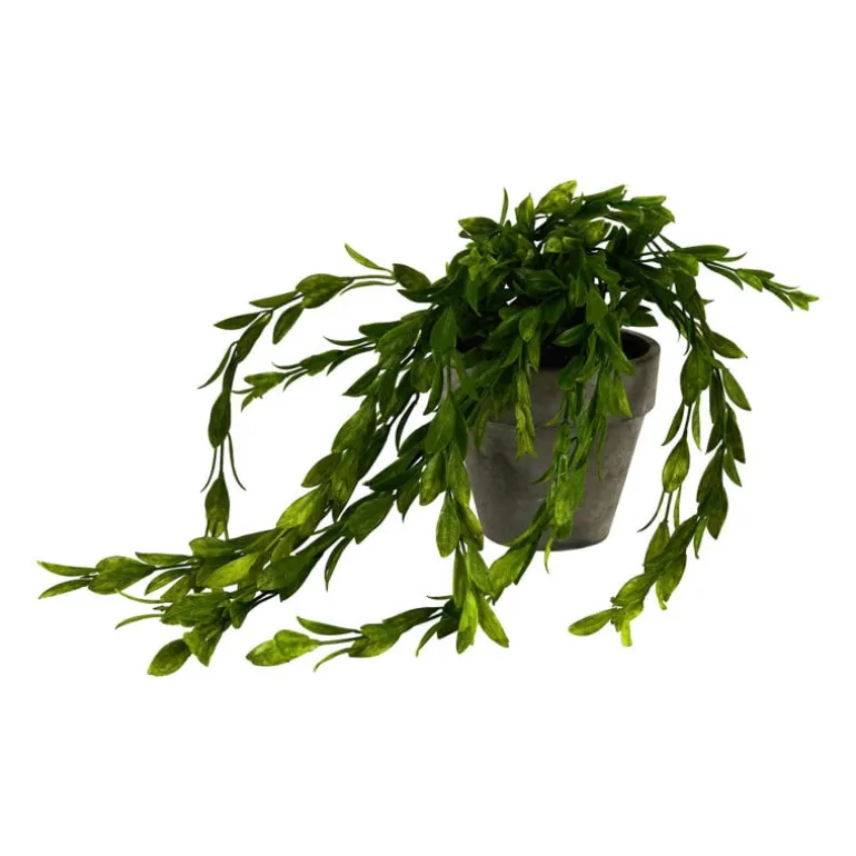 Hangplantje in potje - lang blad